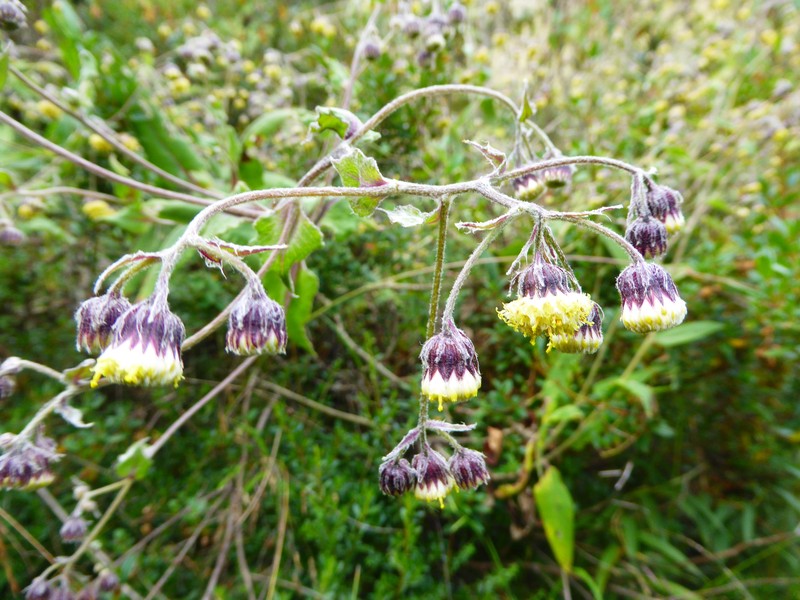 Aetheolaena decipiens