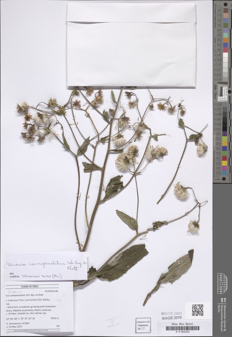 Aetheolaena decipiens photo 3