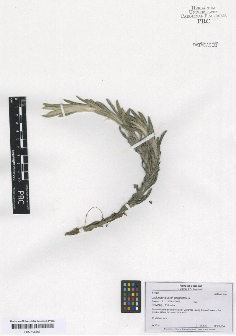Aetheolaena gargantana