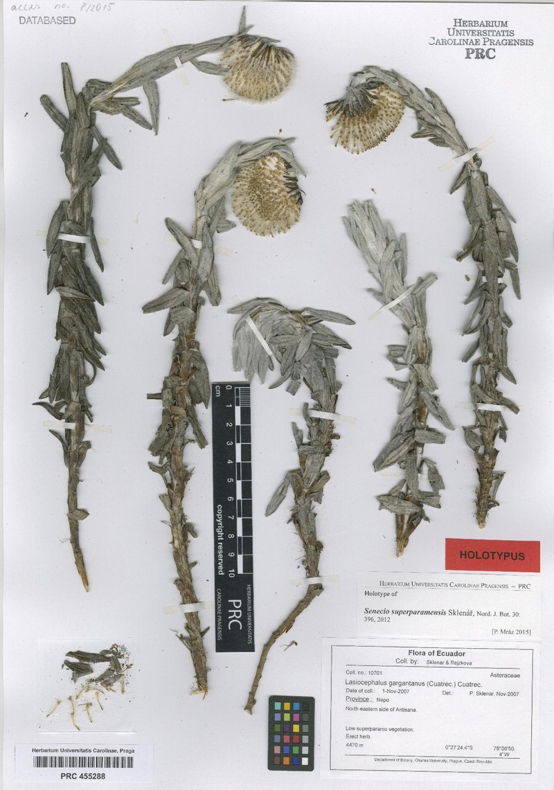 Aetheolaena gargantana photo 3