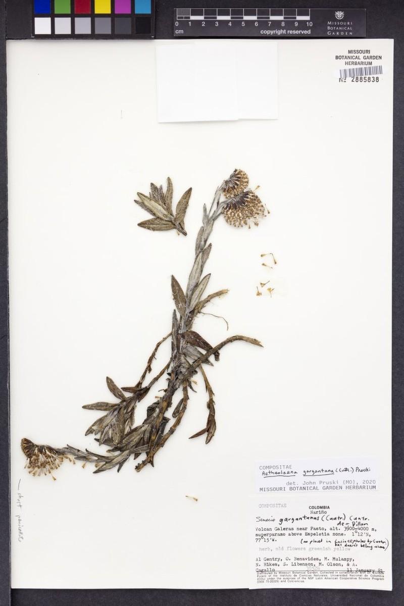 Aetheolaena gargantana photo 4