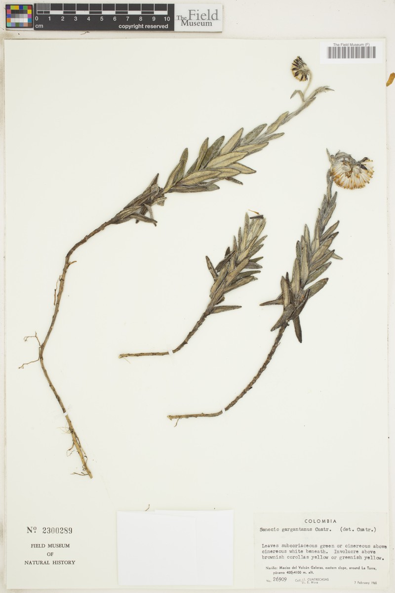 Aetheolaena gargantana photo 5