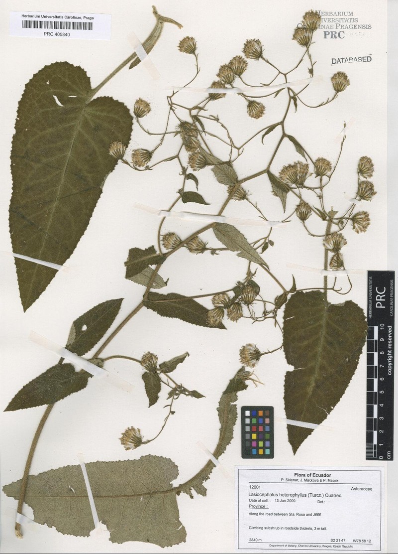 Aetheolaena heterophylla