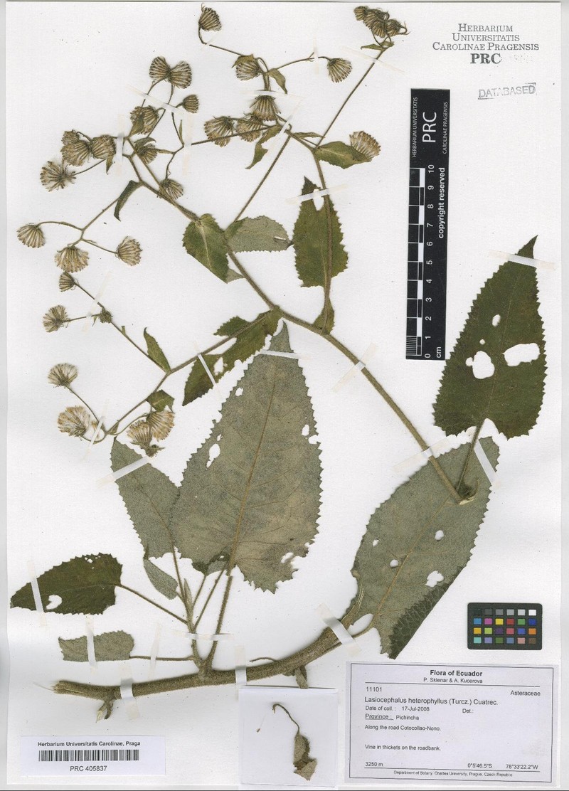 Aetheolaena heterophylla photo 2
