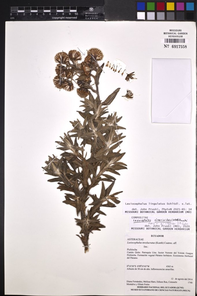 Aetheolaena hypoleuca photo 2