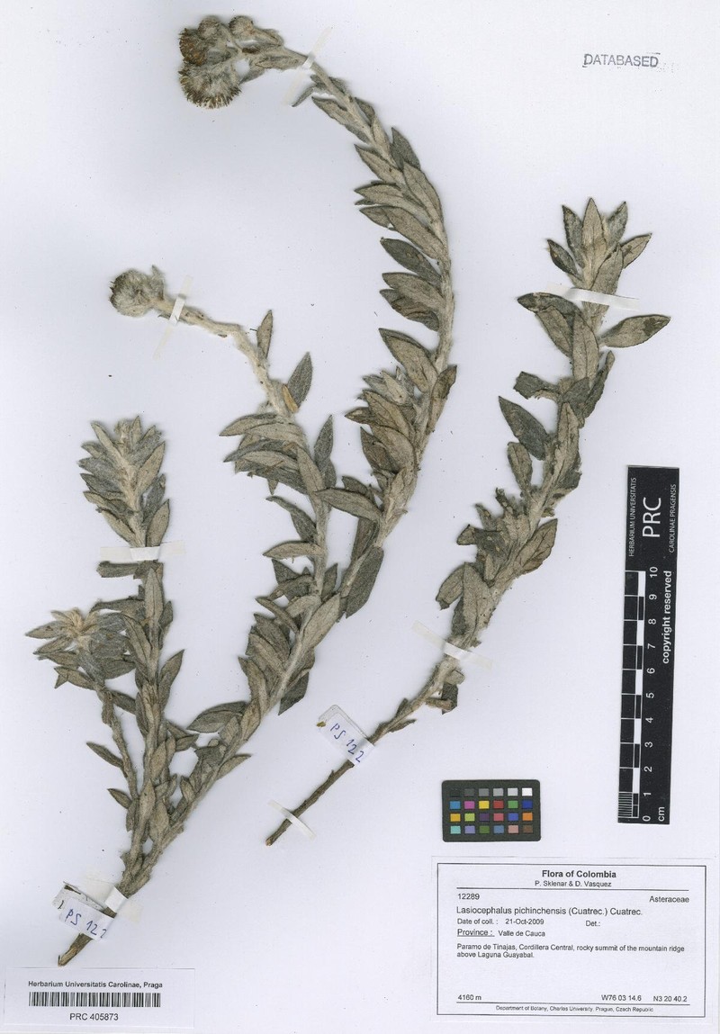 Aetheolaena hypoleuca photo 3