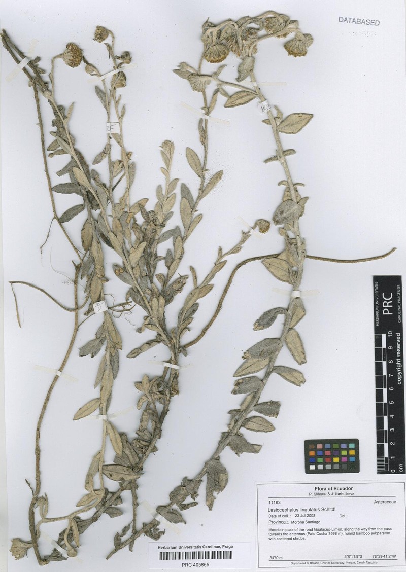 Aetheolaena hypoleuca photo 4