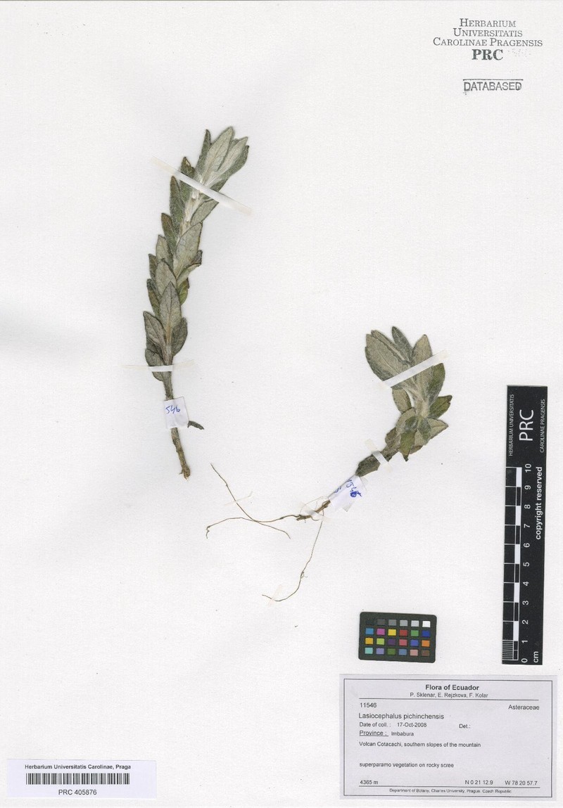 Aetheolaena hypoleuca photo 8