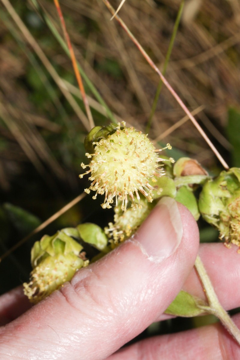 Aetheolaena involucrata
