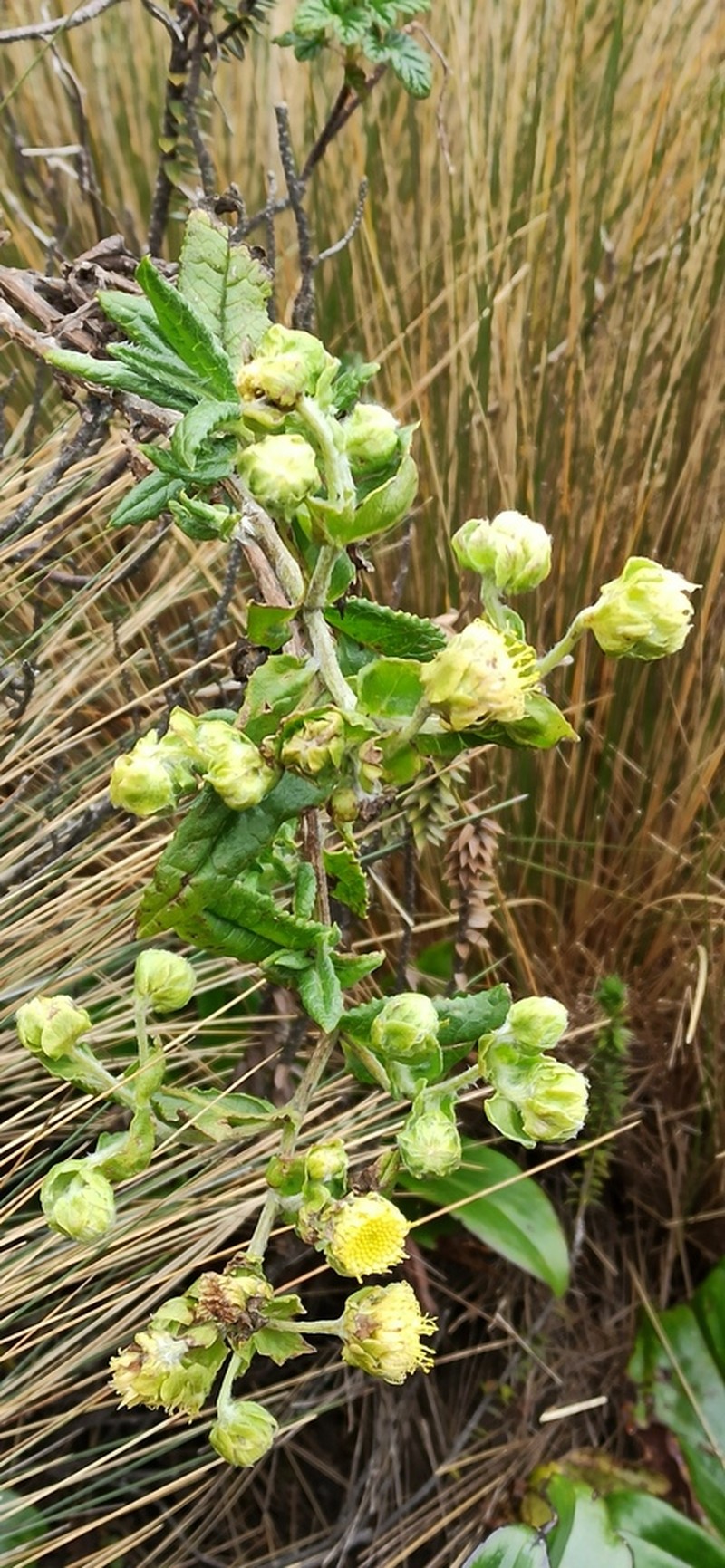 Aetheolaena involucrata photo 2