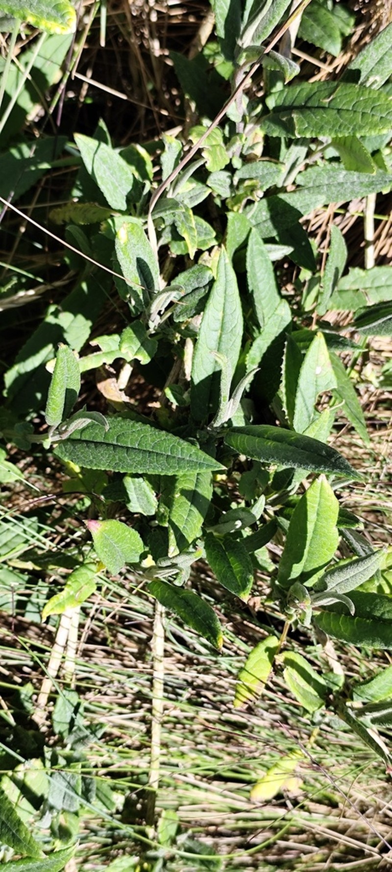 Aetheolaena involucrata photo 3