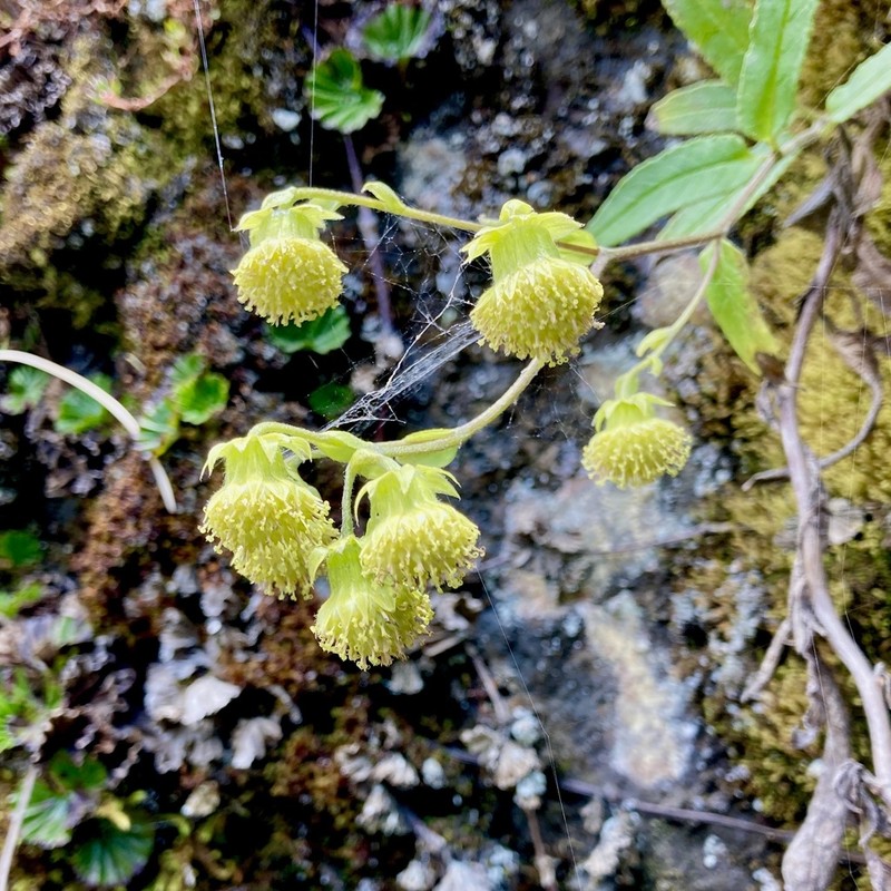 Aetheolaena involucrata photo 4