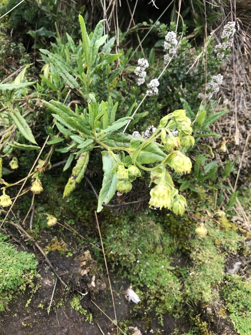 Aetheolaena involucrata photo 5
