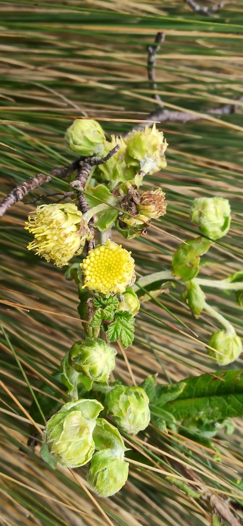 Aetheolaena involucrata photo 6