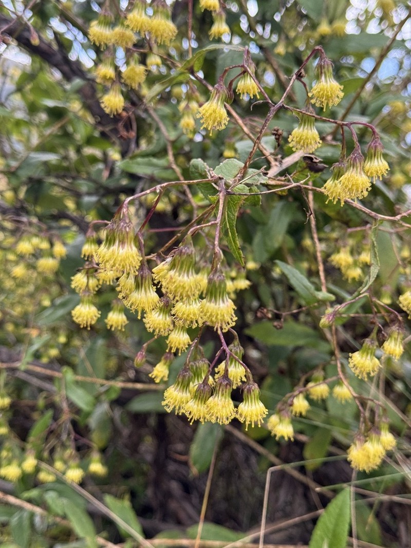 Aetheolaena involucrata photo 7