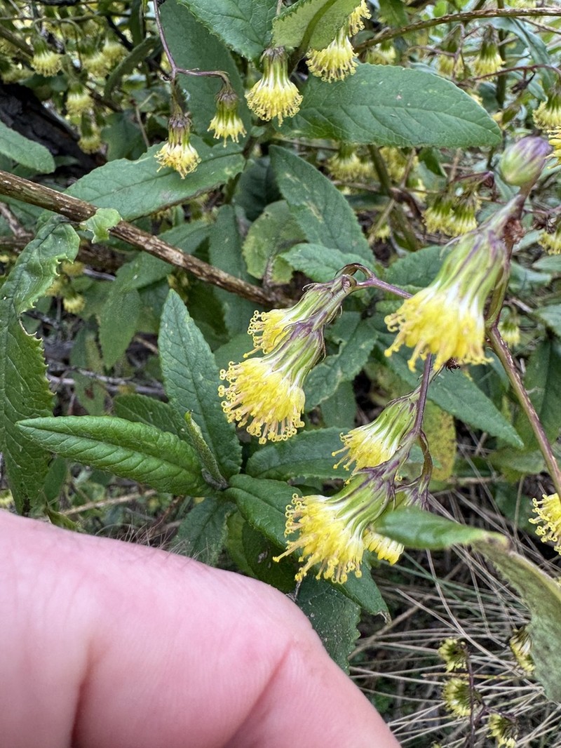 Aetheolaena involucrata photo 8