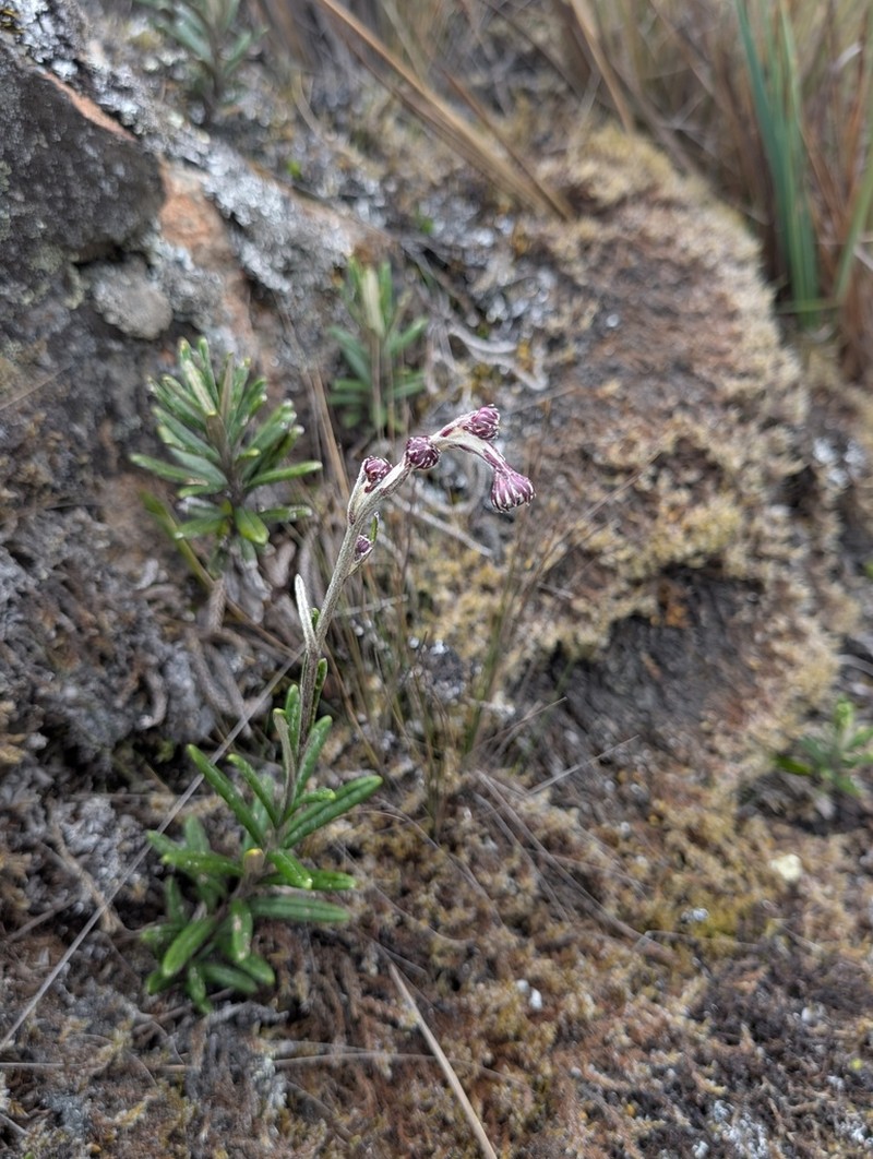 Aetheolaena josei