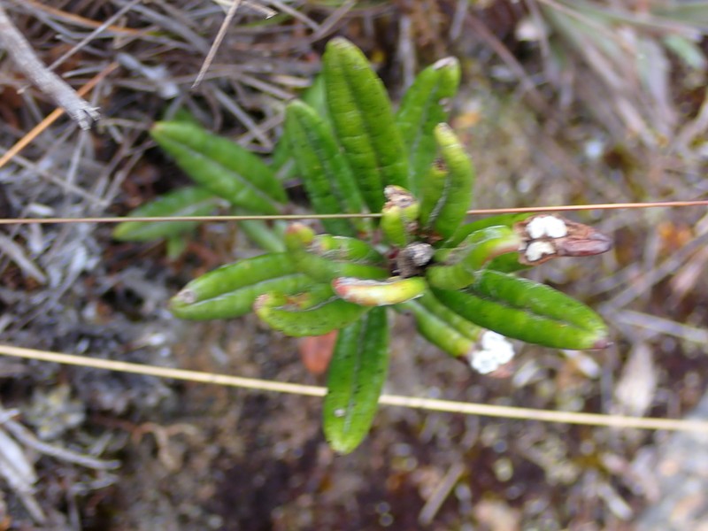 Aetheolaena josei photo 4