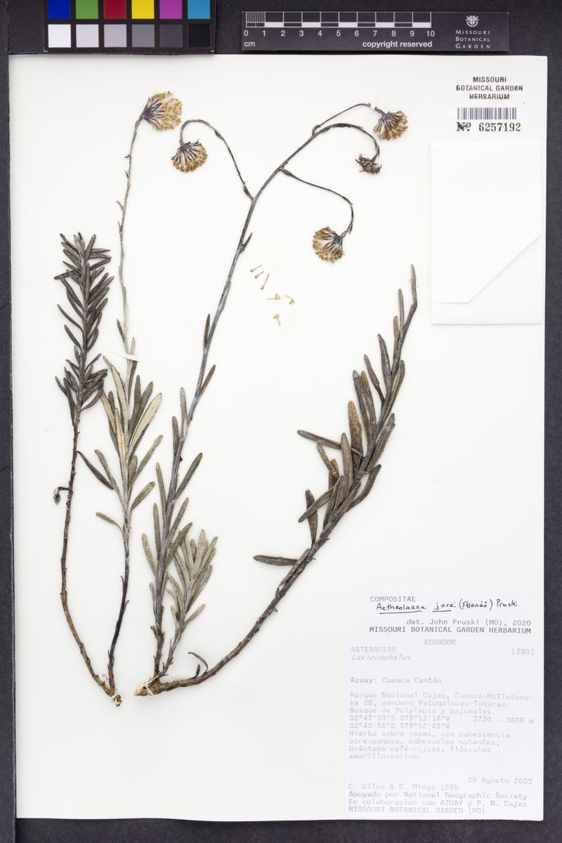 Aetheolaena josei