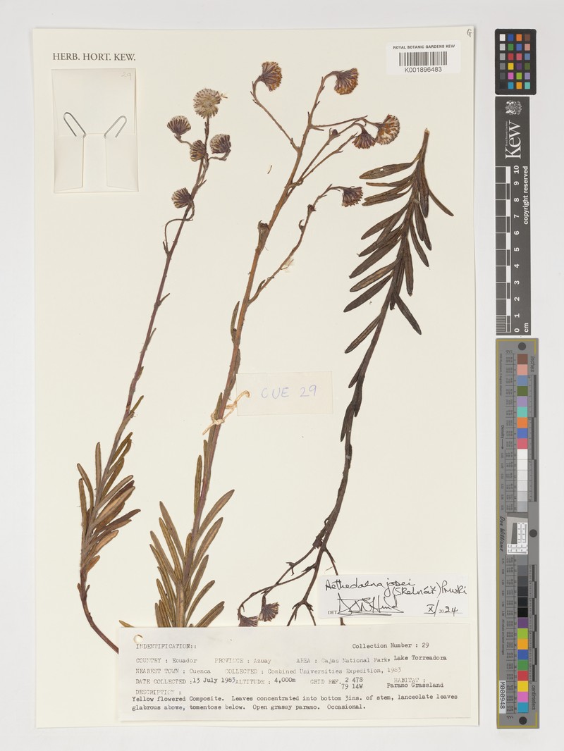 Aetheolaena josei photo 2