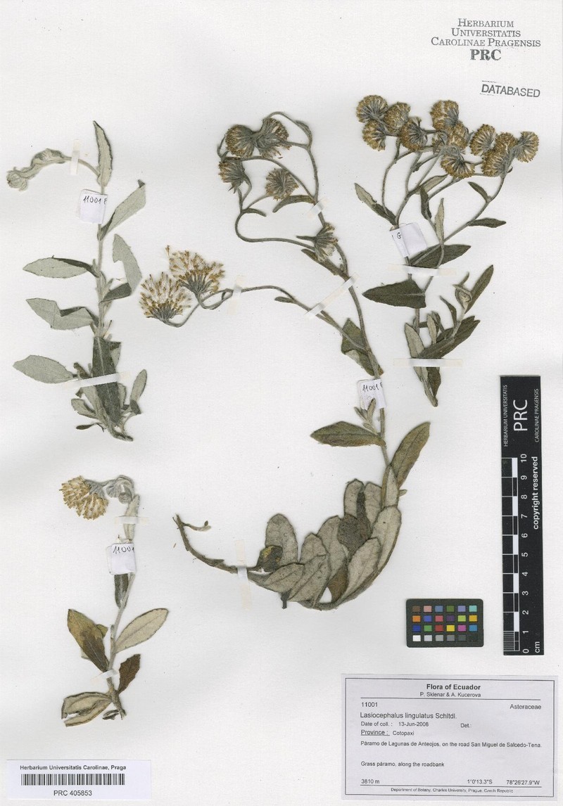 Aetheolaena ledifolia photo 6