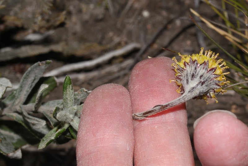 Aetheolaena lingulata