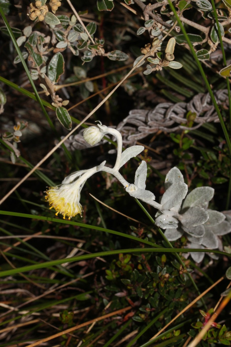 Aetheolaena lingulata photo 2