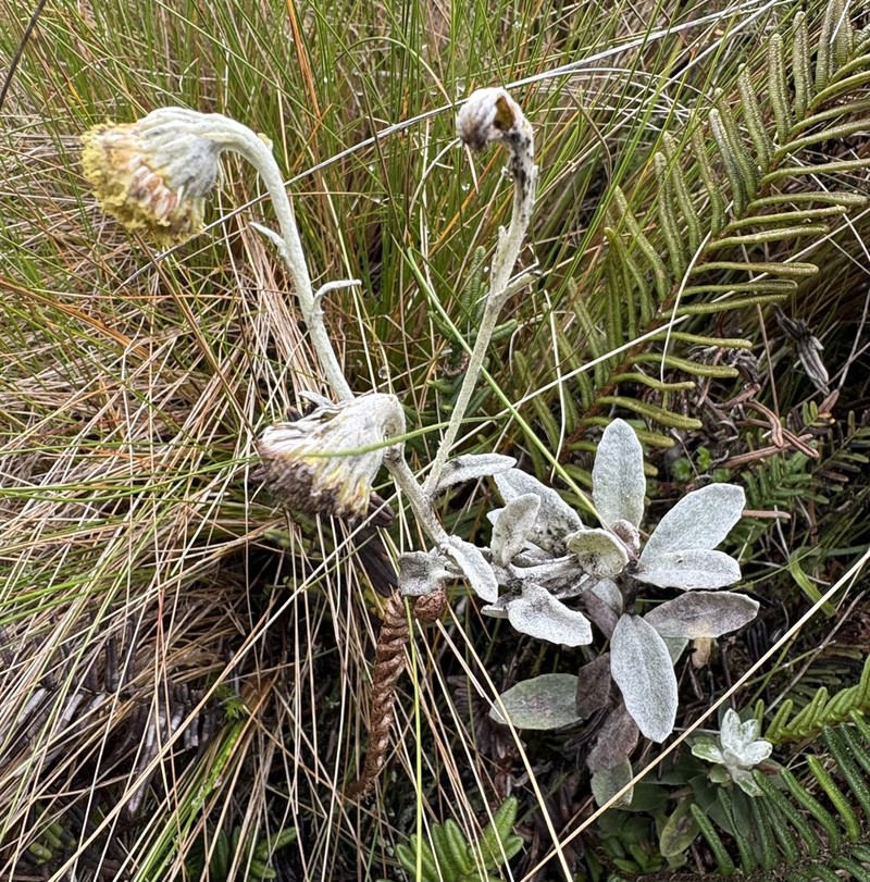 Aetheolaena lingulata photo 3