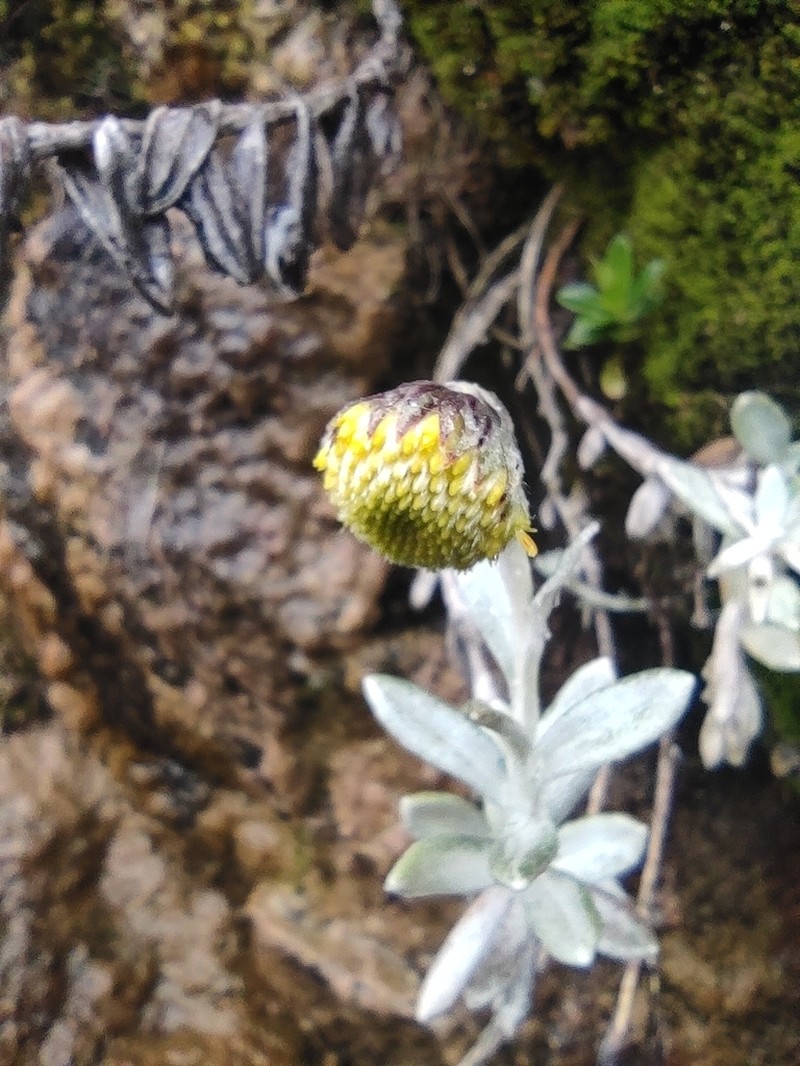Aetheolaena lingulata photo 4