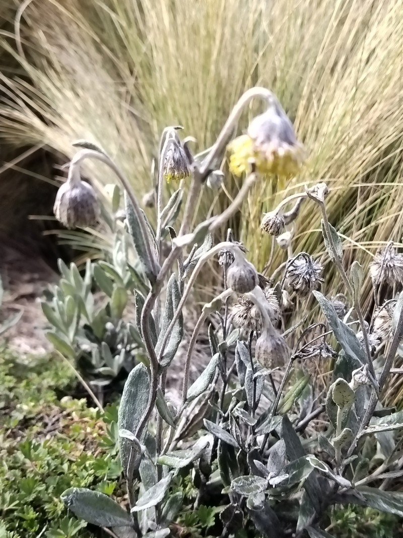 Aetheolaena lingulata photo 5