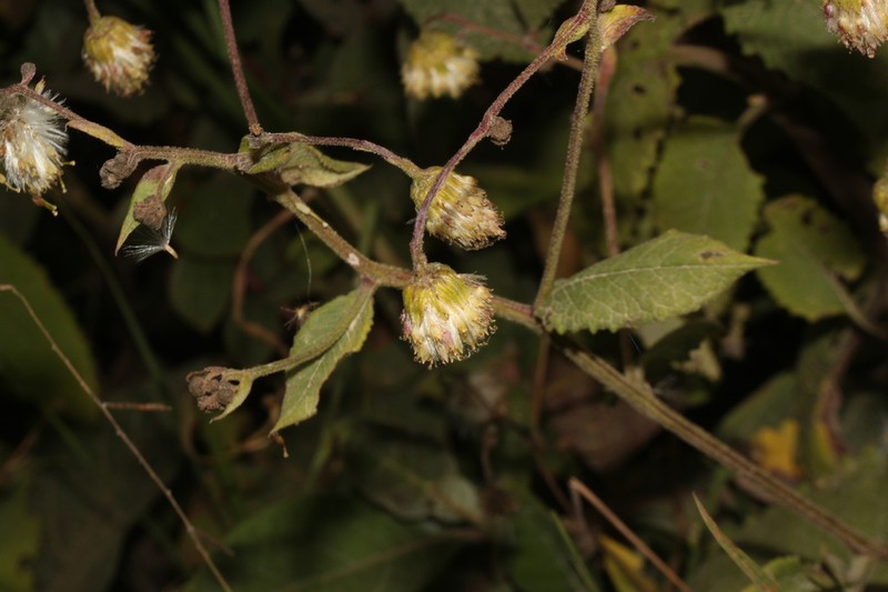 Aetheolaena loeseneri