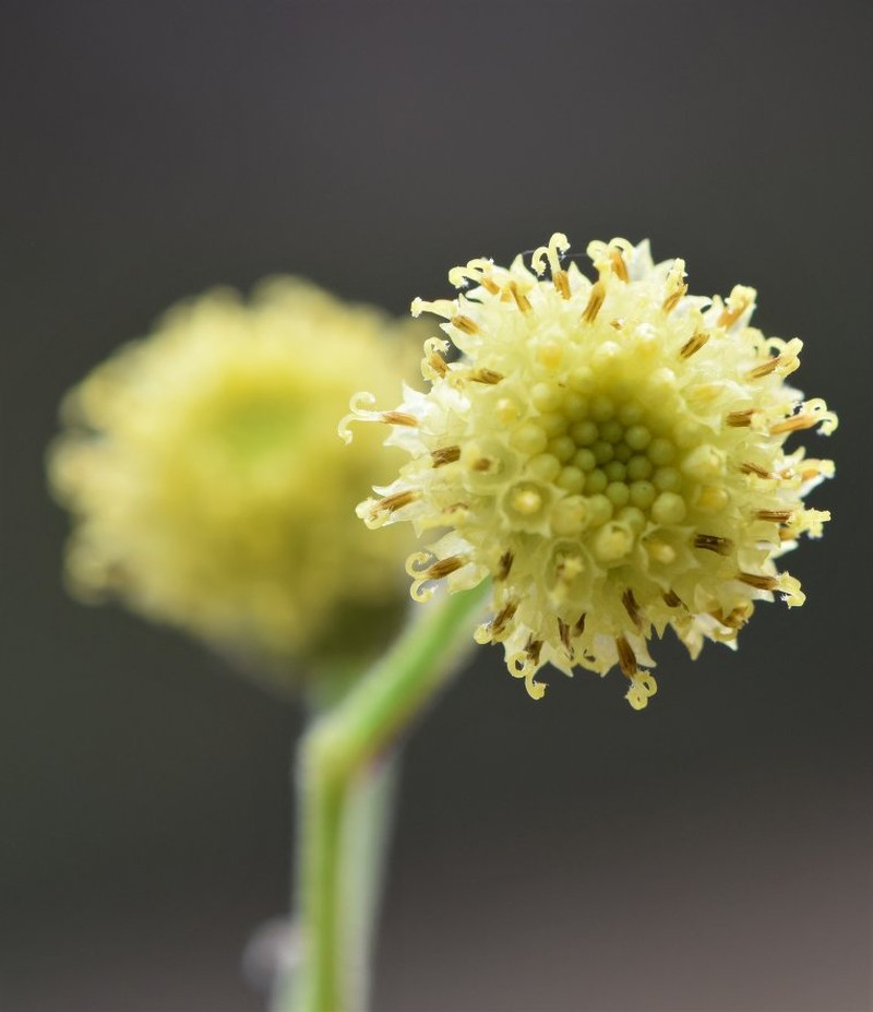Aetheolaena loeseneri photo 3