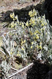 Aetheolaena longepenicillata