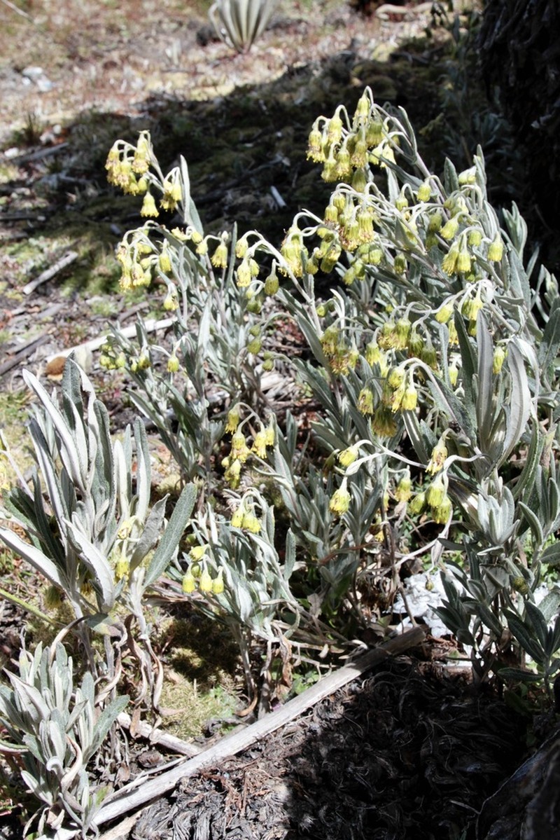 Aetheolaena longepenicillata