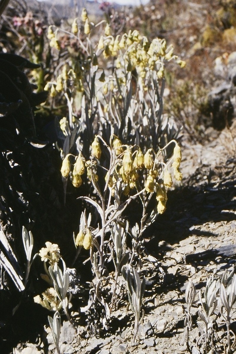 Aetheolaena longepenicillata photo 2