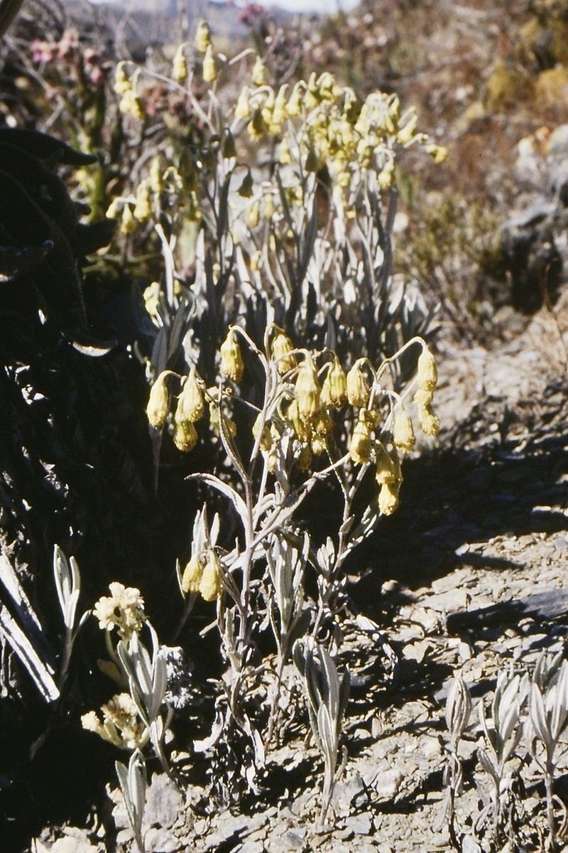 Aetheolaena longepenicillata photo 3