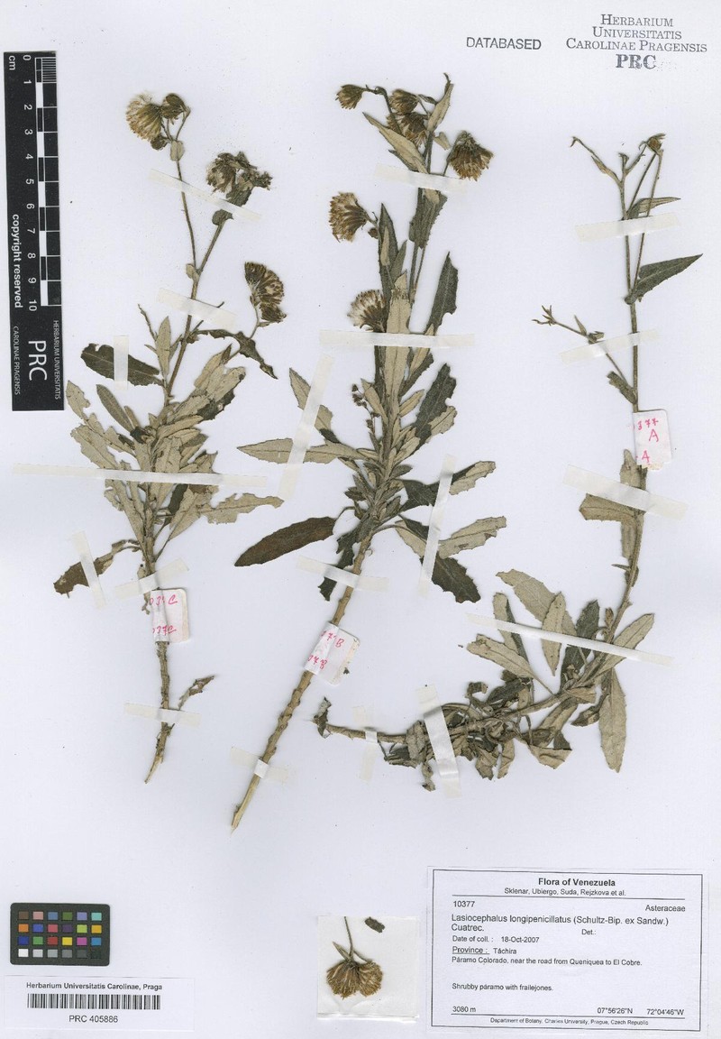 Aetheolaena longepenicillata photo 4