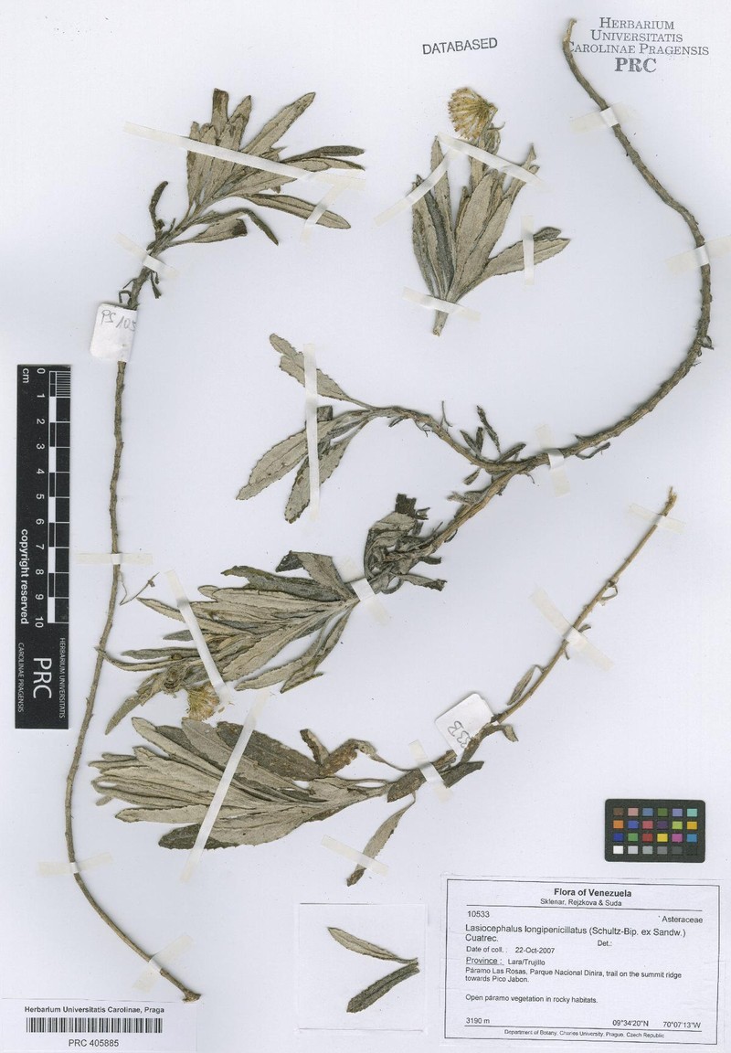 Aetheolaena longepenicillata photo 5