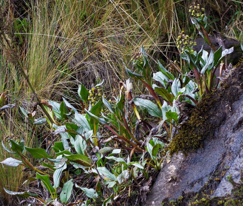 Aetheolaena mojandensis