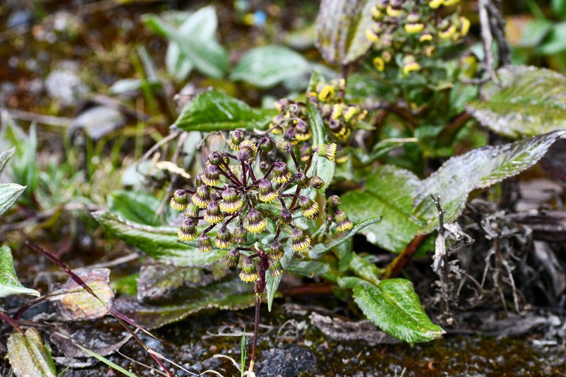 Aetheolaena mojandensis photo 2