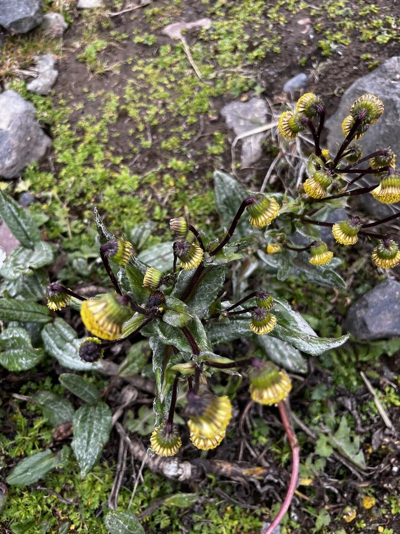 Aetheolaena mojandensis photo 3