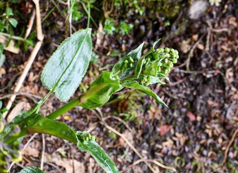 Aetheolaena mojandensis photo 4