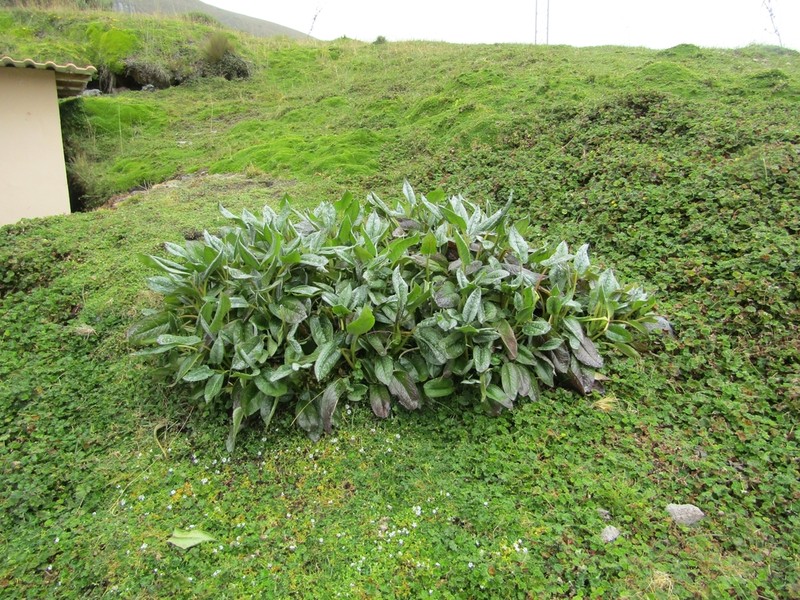 Aetheolaena mojandensis photo 5