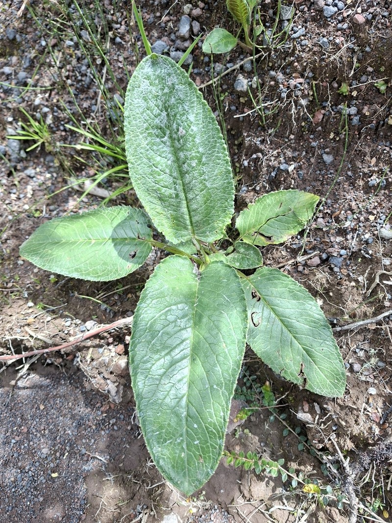 Aetheolaena mojandensis photo 7