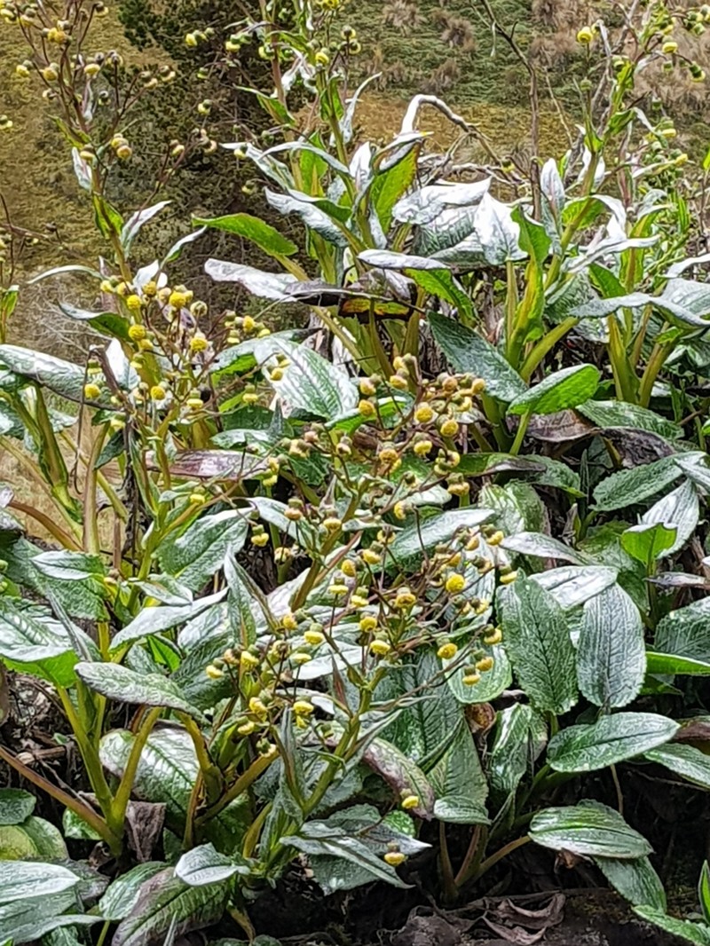 Aetheolaena mojandensis photo 8