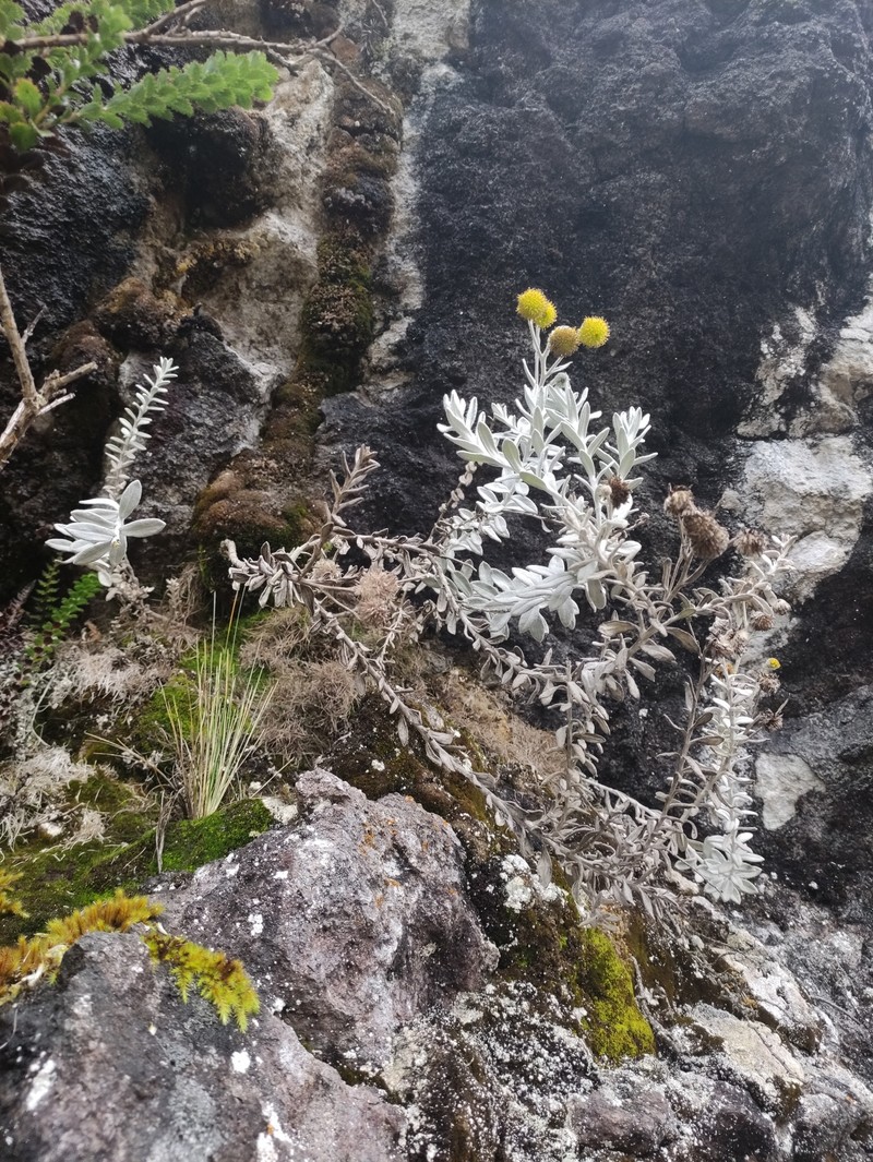 Aetheolaena pichinchensis