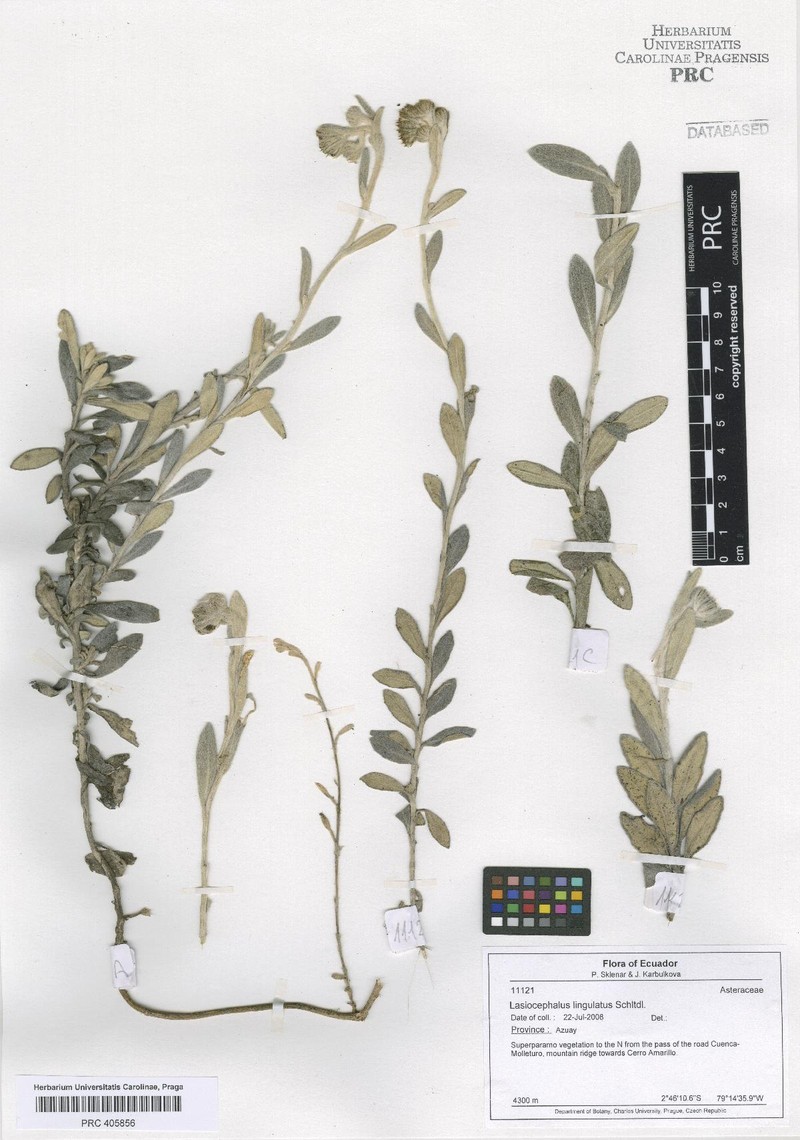 Aetheolaena pichinchensis photo 5