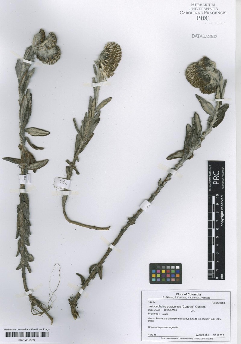 Aetheolaena puracensis