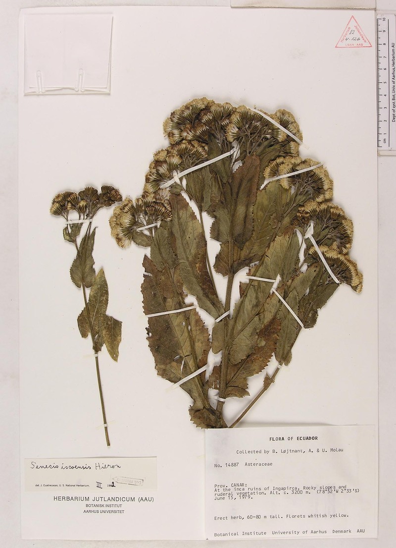 Aetheolaena senecioides