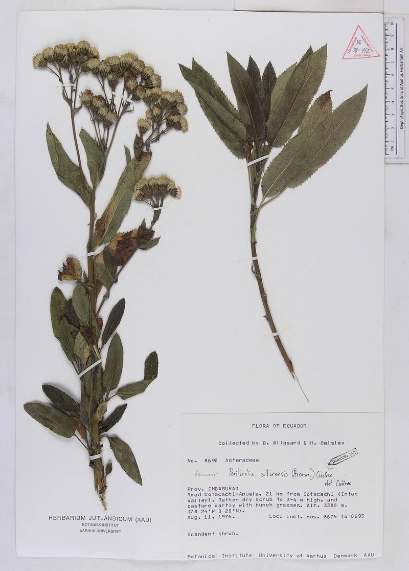 Aetheolaena senecioides photo 2
